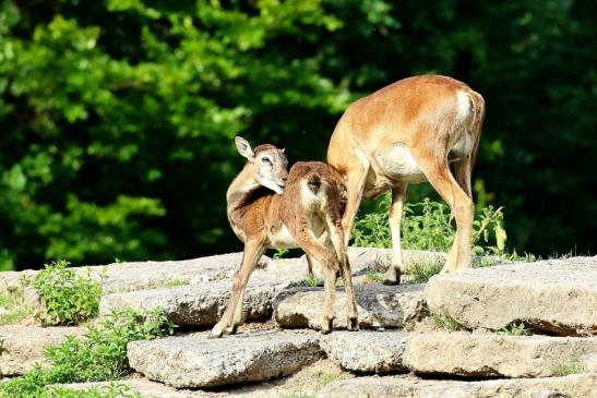 Mufflon mit Kalb Wildpark Alte Fasanerie Klein Auheim 2021