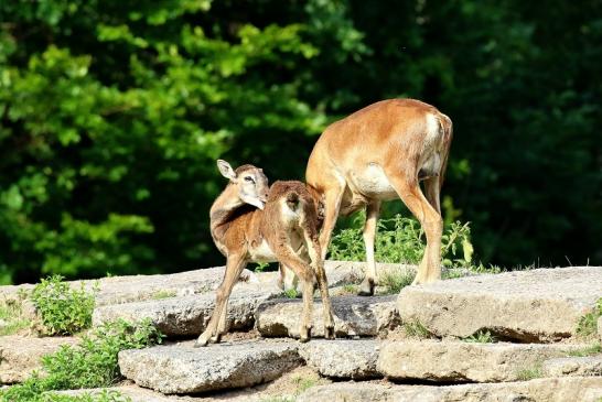 Mufflon mit Kalb Wildpark Alte Fasanerie Klein Auheim 2021