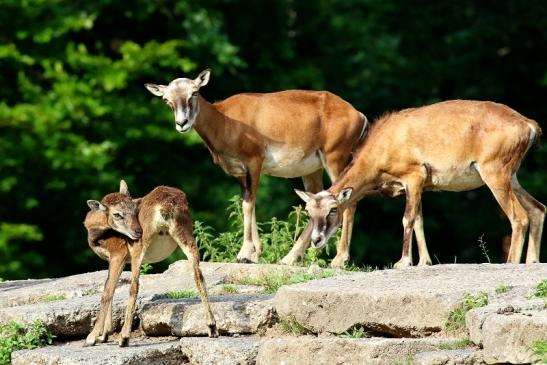 Europäischer Mufflon - Ovis gmelini musimon Wildpark Alte Fasanerie Klein Auheim 2021