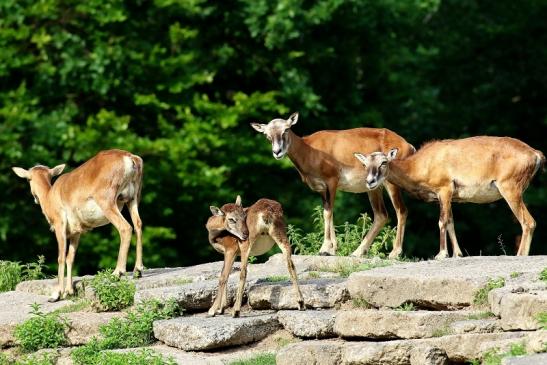 Mufflon mit Kalb Wildpark Alte Fasanerie Klein Auheim 2021