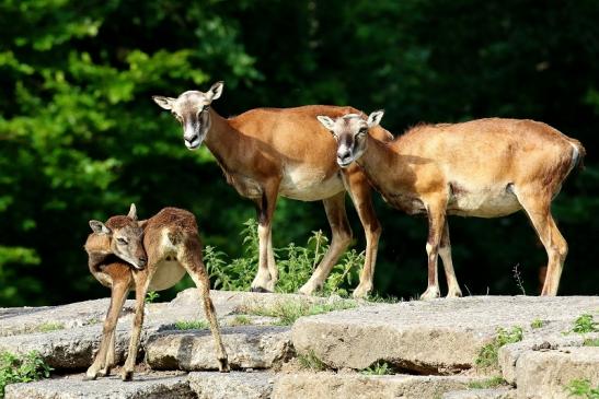 Mufflon mit Kalb Wildpark Alte Fasanerie Klein Auheim 2021