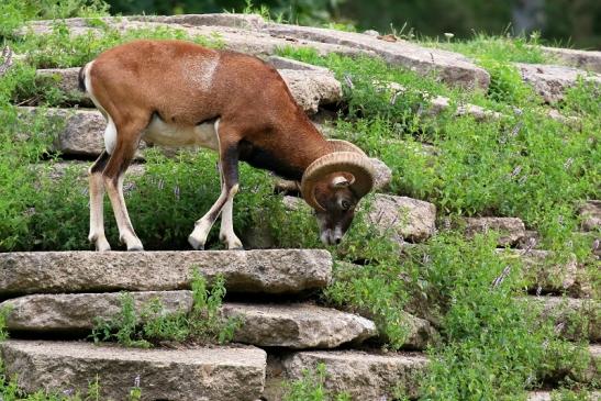 Mufflon Bock Wildpark Alte Fasanerie Klein Auheim 2021