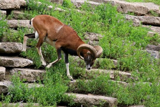 Mufflon Bock Wildpark Alte Fasanerie Klein Auheim 2021