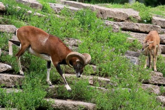 Mufflon Bock Wildpark Alte Fasanerie Klein Auheim 2021