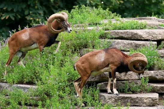 Mufflon Bock Wildpark Alte Fasanerie Klein Auheim 2021