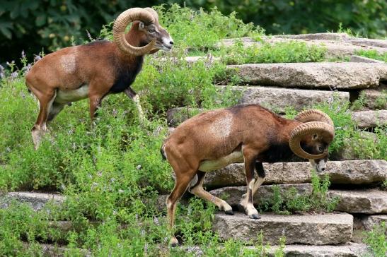 Mufflon Bock Wildpark Alte Fasanerie Klein Auheim 2021