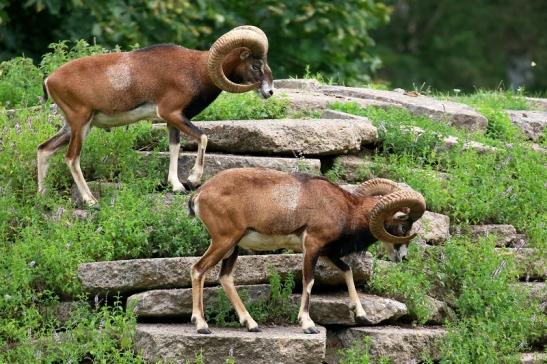 Mufflon Bock Wildpark Alte Fasanerie Klein Auheim 2021