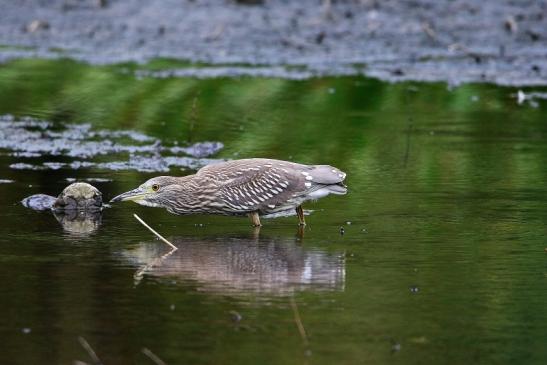 Nachtreiher Jungtier Finkensee Rodgau Jügesheim August 2016