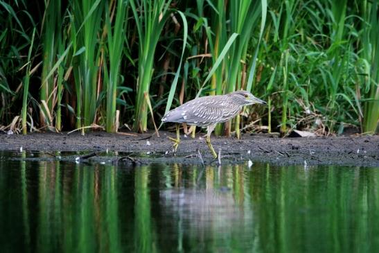 Nachtreiher Jungtier Finkensee Rodgau Jügesheim August 2016