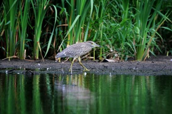 Nachtreiher Jungtier Finkensee Rodgau Jügesheim August 2016