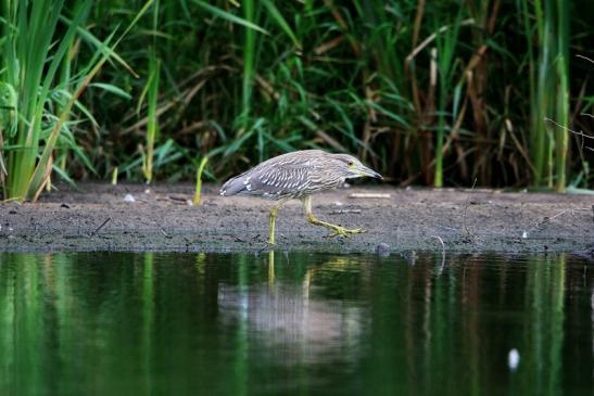 Nachtreiher Jungtier Finkensee Rodgau Jügesheim August 2016