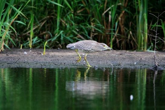 Nachtreiher Jungtier Finkensee Rodgau Jügesheim August 2016