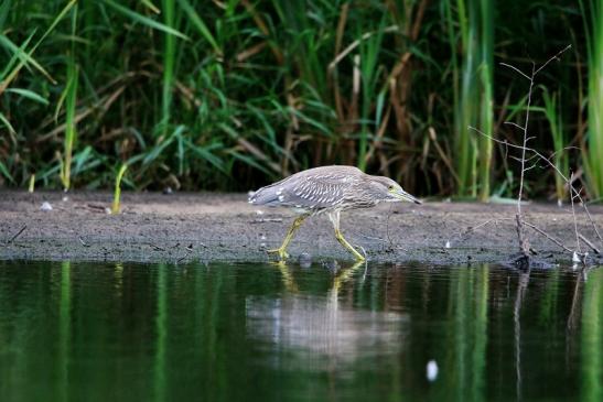 Nachtreiher Jungtier Finkensee Rodgau Jügesheim August 2016