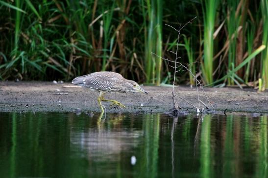 Nachtreiher Jungtier Finkensee Rodgau Jügesheim August 2016