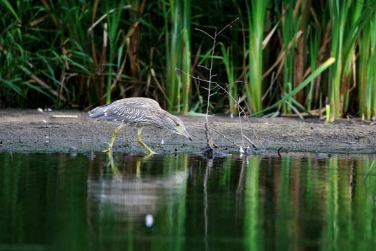 Nachtreiher Jungtier Finkensee Rodgau Jügesheim August 2016