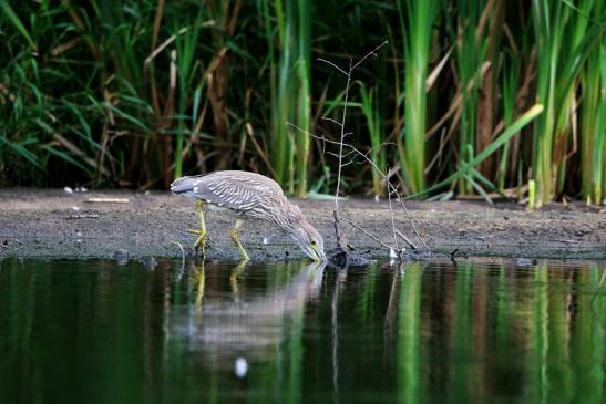 Nachtreiher Jungtier Finkensee Rodgau Jügesheim August 2016