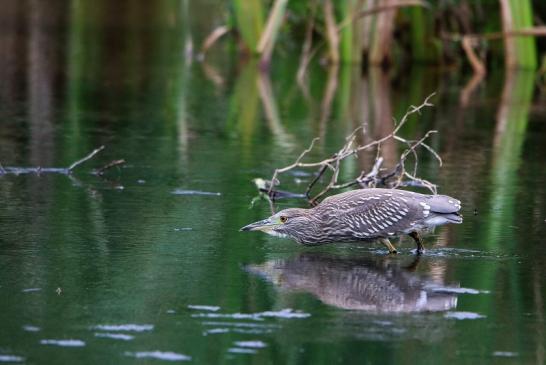 Nachtreiher Jungtier Finkensee Rodgau Jügesheim August 2016