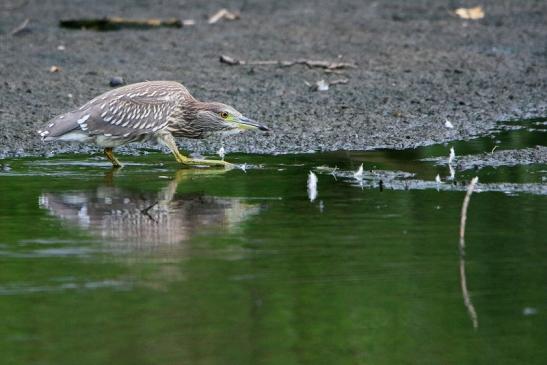 Nachtreiher Jungtier Finkensee Rodgau Jügesheim August 2016