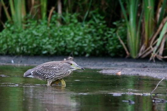 Nachtreiher Jungtier Finkensee Rodgau Jügesheim August 2016