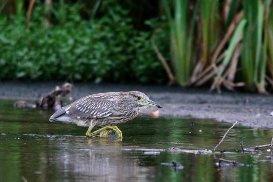 Nachtreiher Jungtier Finkensee Rodgau Jügesheim August 2016