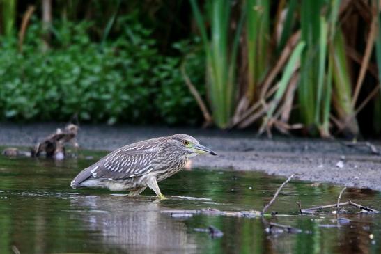 Nachtreiher Jungtier Finkensee Rodgau Jügesheim August 2016