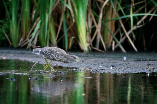 Nachtreiher Jungtier Finkensee Rodgau Jügesheim August 2016