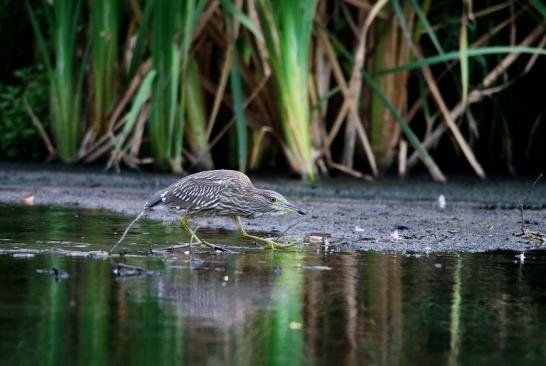 Nachtreiher Jungtier Finkensee Rodgau Jügesheim August 2016