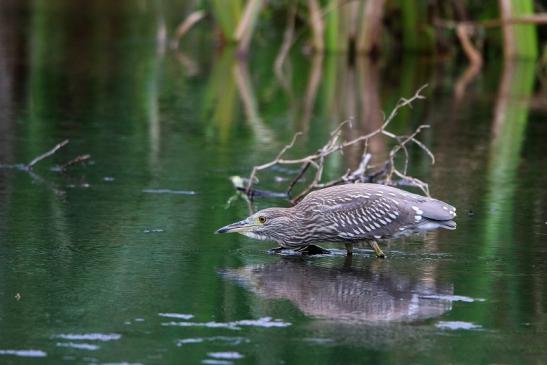 Nachtreiher Jungtier Finkensee Rodgau Jügesheim August 2016