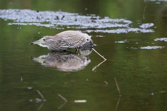 Nachtreiher Jungtier Finkensee Rodgau Jügesheim August 2016