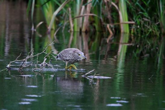 Nachtreiher Jungtier Finkensee Rodgau Jügesheim August 2016