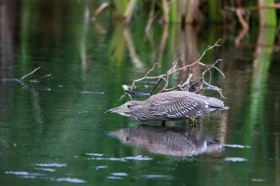 Nachtreiher Jungtier Finkensee Rodgau Jügesheim August 2016