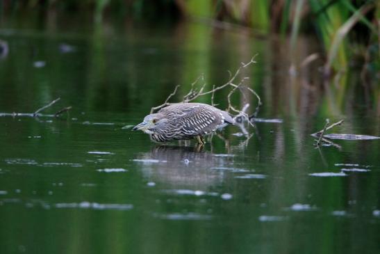 Nachtreiher Jungtier Finkensee Rodgau Jügesheim August 2016