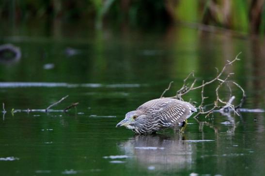 Nachtreiher Jungtier Finkensee Rodgau Jügesheim August 2016