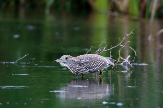 Nachtreiher Jungtier Finkensee Rodgau Jügesheim August 2016