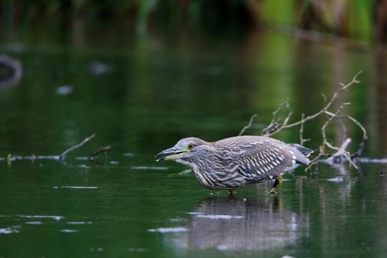 Nachtreiher Jungtier Finkensee Rodgau Jügesheim August 2016