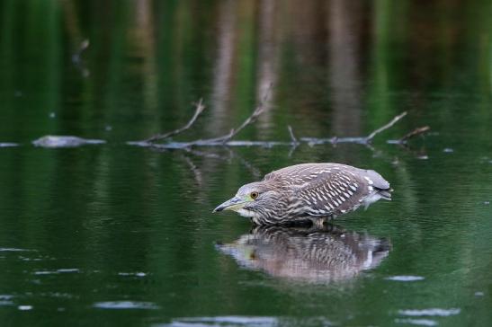 Nachtreiher Jungtier Finkensee Rodgau Jügesheim August 2016