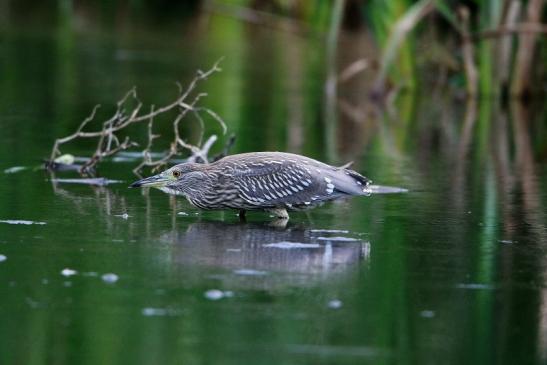 Nachtreiher Jungtier Finkensee Rodgau Jügesheim August 2016