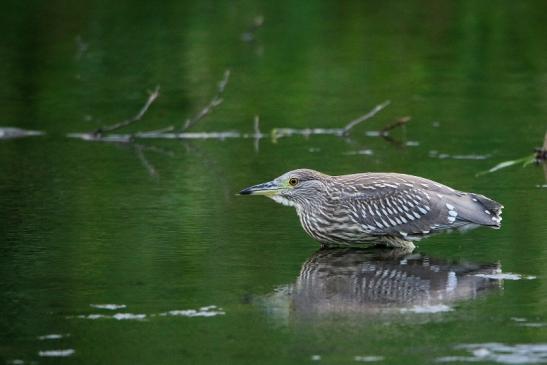 Nachtreiher Jungtier Finkensee Rodgau Jügesheim August 2016