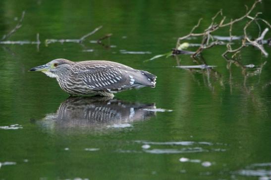 Nachtreiher Jungtier Finkensee Rodgau Jügesheim August 2016