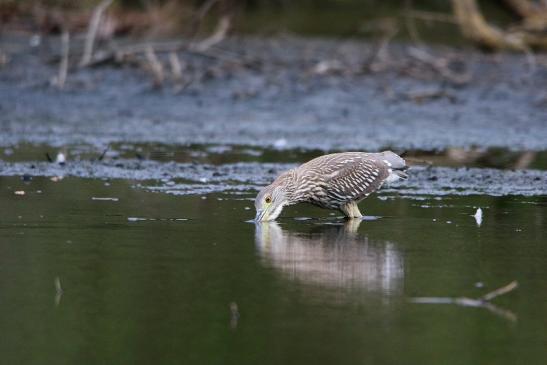 Nachtreiher Jungtier Finkensee Rodgau Jügesheim August 2016