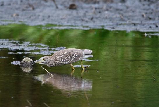 Nachtreiher Jungtier Finkensee Rodgau Jügesheim August 2016