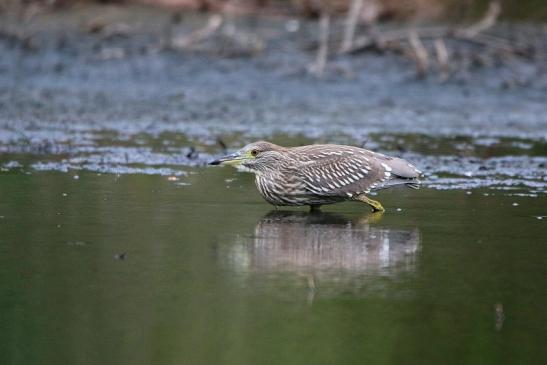 Nachtreiher Jungtier Finkensee Rodgau Jügesheim August 2016