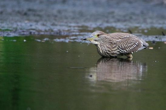 Nachtreiher Jungtier Finkensee Rodgau Jügesheim August 2016