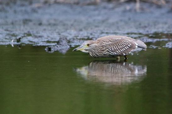 Nachtreiher Jungtier Finkensee Rodgau Jügesheim August 2016