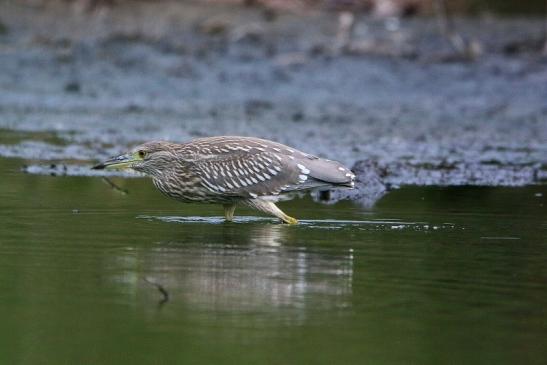 Nachtreiher Jungtier Finkensee Rodgau Jügesheim August 2016