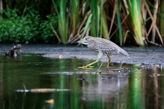 Nachtreiher Jungtier Finkensee Rodgau Jügesheim August 2016