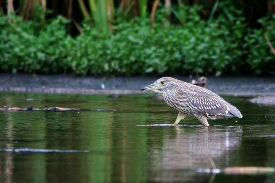 Nachtreiher Jungtier Finkensee Rodgau Jügesheim August 2016