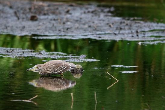 Nachtreiher Jungtier Finkensee Rodgau Jügesheim August 2016