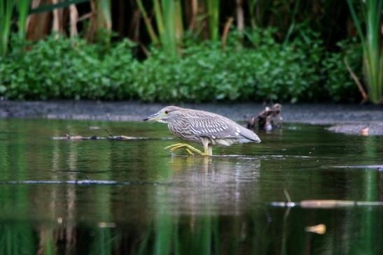 Nachtreiher Jungtier Finkensee Rodgau Jügesheim August 2016