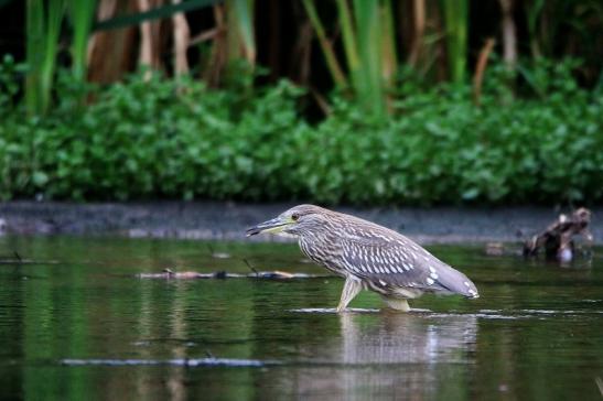 Nachtreiher Jungtier Finkensee Rodgau Jügesheim August 2016